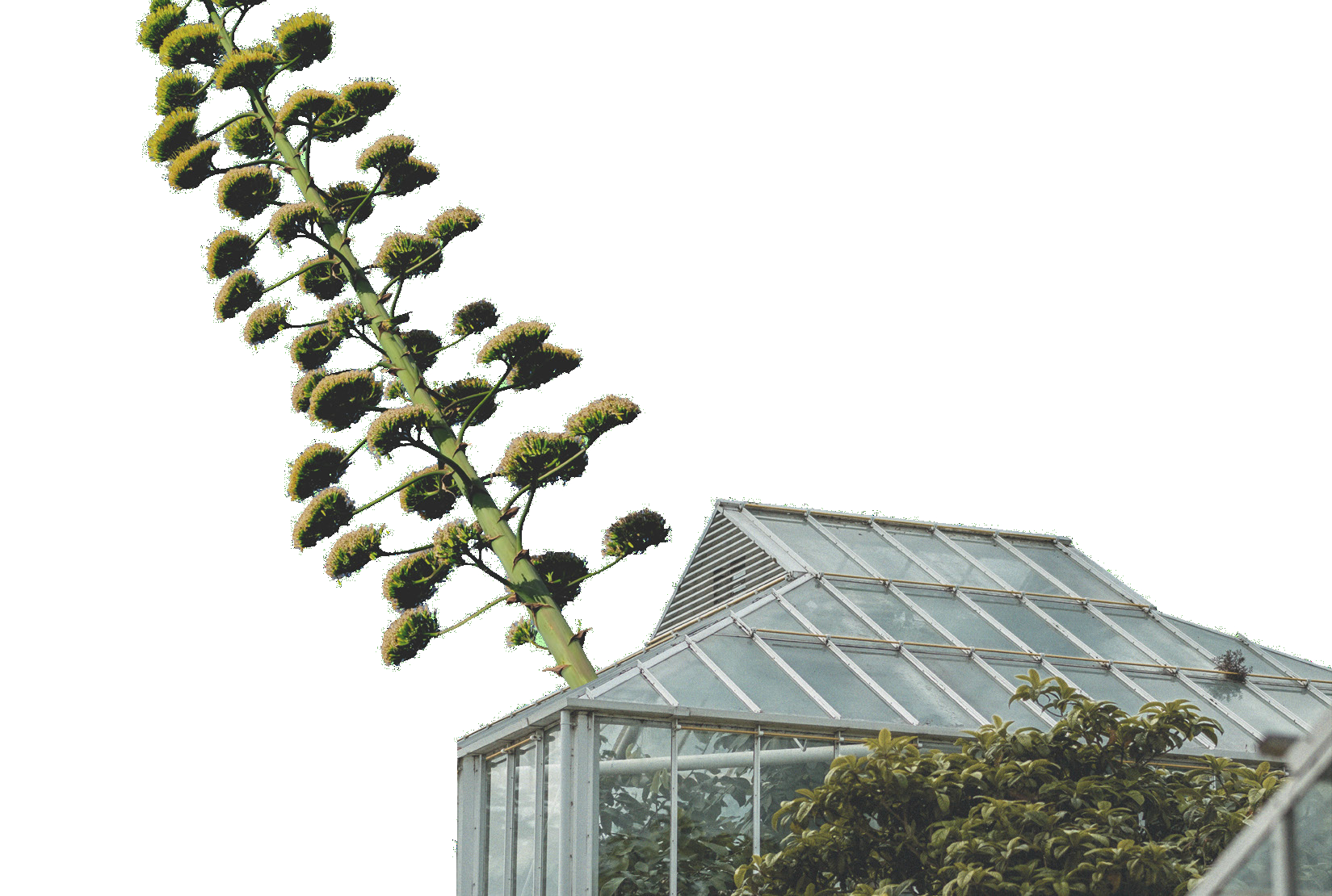 Mock-up of tequila plant growing out of greenhouse